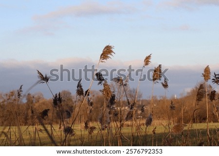 Similar – Image, Stock Photo waving reed