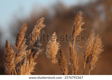 Similar – Image, Stock Photo waving reed