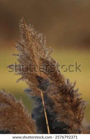 Similar – Image, Stock Photo waving reed