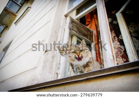 Two cats sit on window and meowing