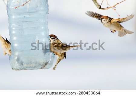 Flock sparrow sit on manger. Russian nature