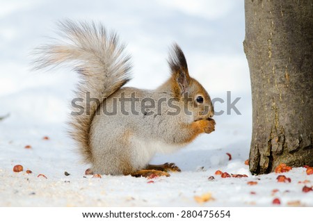 Squirrel eat nuts. Side view. Russian nature