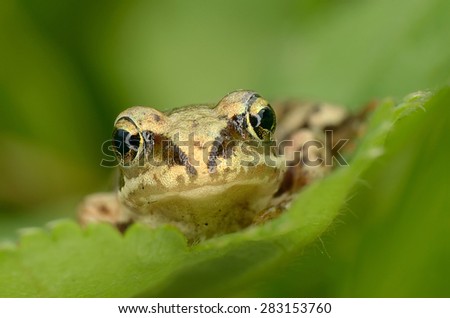 Frog sit on green leaf. Russian nature.