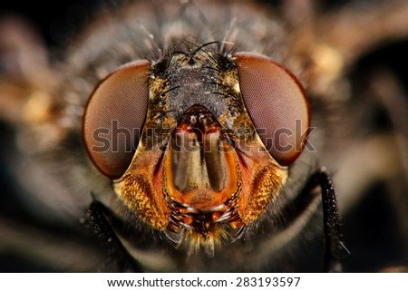 Portrait of fly. Front view. Russian nature