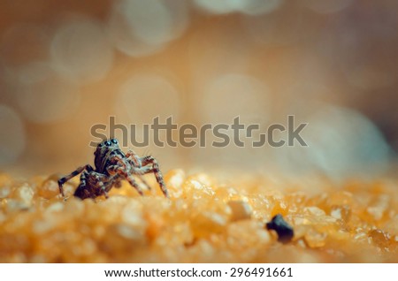 Jumping spider stay and looking up. Russian nature