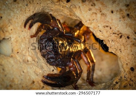 Scorpion siting into shelter. Russian nature