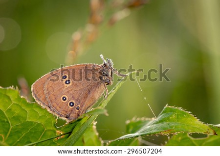 Butterfly sit on branch. Russian nature