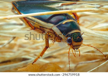 Bug swimming underwater. Russian nature