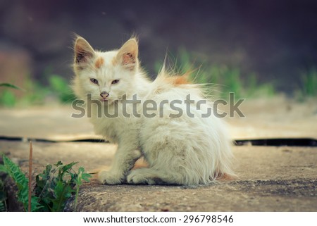 Sad kitten sitting on the street. Pets