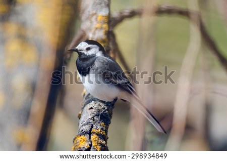 Gray wagtail sit on the branch. Russian nature