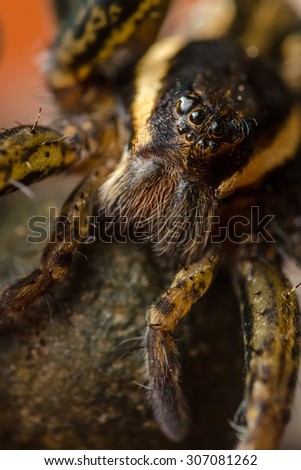 Spider sitting on egg. The female. Russian nature