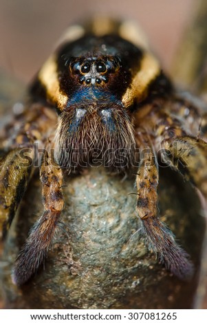 Portrait of female spider. Russian nature