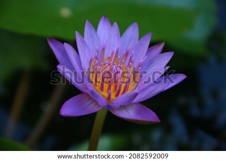 Beautiful nil manel flower on water Stok fotoğraf © 