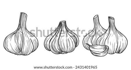 Garlic sketch. clove of garlic. Vector sketch isolated background.