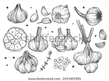 Garlic hand drawn vector illustration set. Isolated garlic, cloves, rosemary and black pepper. Doodle garlic sketch