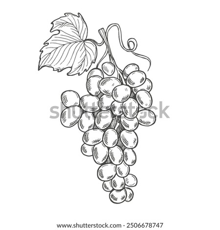 Hand drawn grapes sketch. Wine vine close up outline, leaves, berries. Black and white clip art isolated on white background. Antique vintage engraving illustration for design wine.