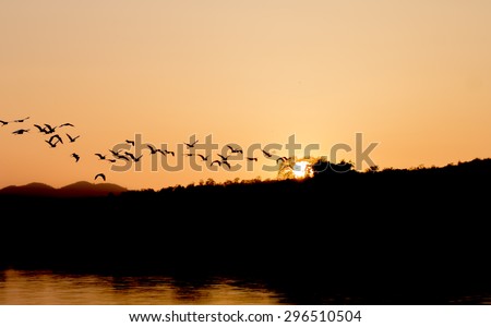 sunset tropical birds silhouettes flying