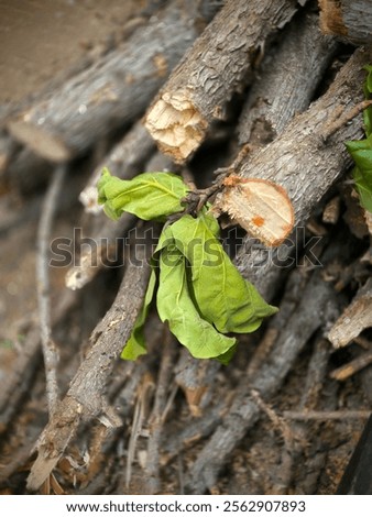 Foto Bild Aufgesetzte Brennholz Scheite