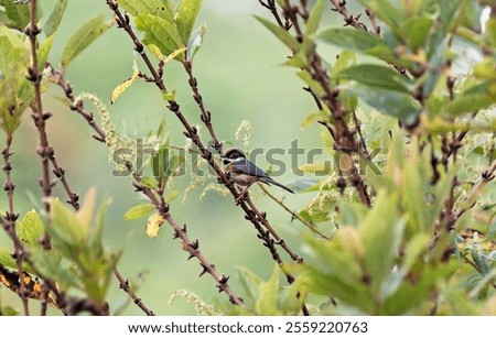 Similar – Image, Stock Photo 10 birds on 4 cables | or bass guitar played with both hands