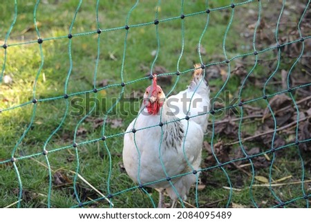 Similar – Foto Bild Hühner hinter dem Zaun in einem Hühnerstall. schwarz-weißes Huhn in kleinem Käfig