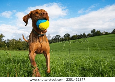 Similar – Foto Bild Jagdhund holt einen Vogel in Schottland