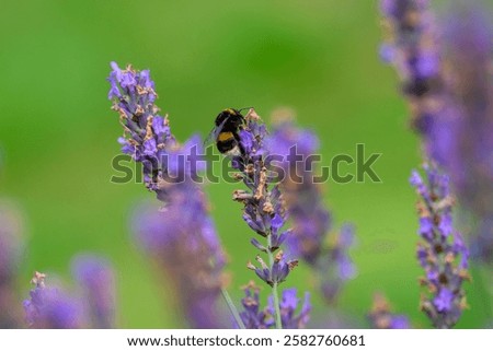 Similar – Image, Stock Photo blue Blossom purple Nectar