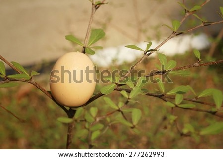 Eggs on a tree at the park.