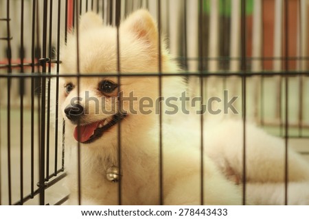 Pomeranian puppy in a cage at the park