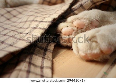 Feet of cat sleeps at the park.