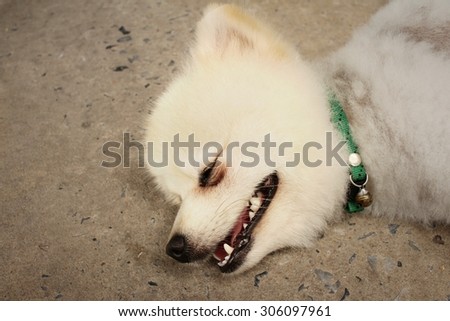 Pomeranian dog sleep on a cement background