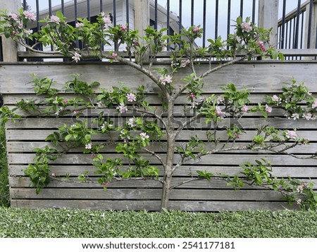 Similar – Image, Stock Photo urban gardening apple fruit
