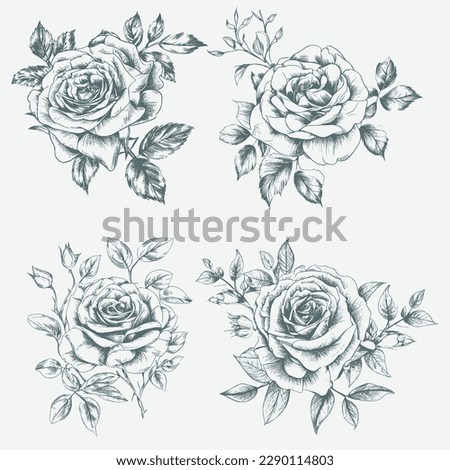 Black and white pencil sketch art rose flower, vector illustration. Isolated on white background rose. High detail rose flower vector