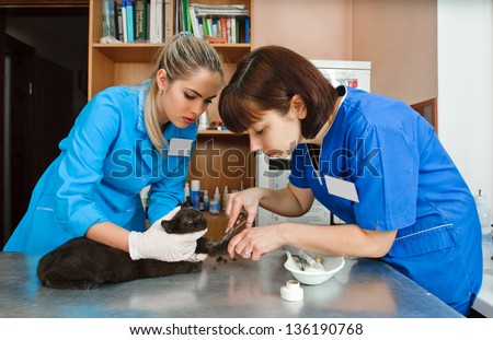 veterinarian women haircut cat in veterinary station