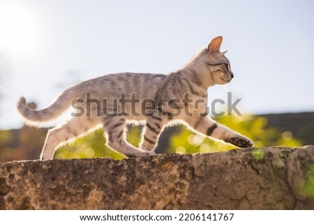 Similar – Foto Bild Katze balanciert auf einem Zaun im Garten