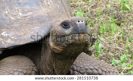 Close on giant tortoise. Galapagos