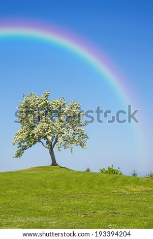 Blooming fruit tree with rainbow