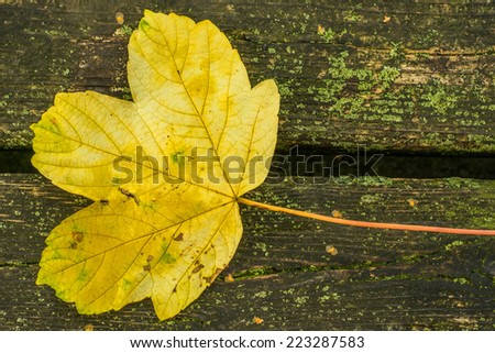 autumnal painted leaf
