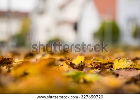autumnal painted leaves in the city