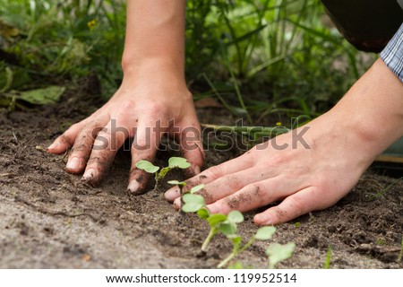woman hands weeding the sprouts of Japanese radish at the kitchen garden