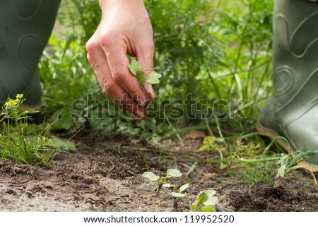woman hands weeding the Japanese radish at the kitchen garden