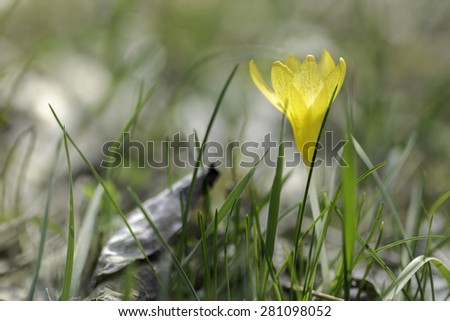 Crocus chrysanthus is a species of flowering plant in the family Iridaceae, native to the Balkans and Turkey