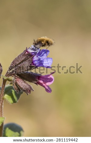 The Large bee-fly (Bombylius major) is a fly that mimics bees