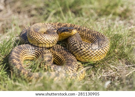 Blotched snake (Elaphe sauromates) full-body shot in natural habitat