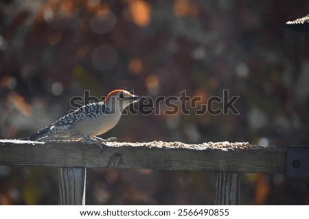 Similar – Foto Bild Amsel im Sonnenschein