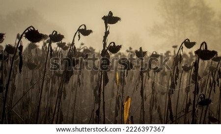 Similar – Image, Stock Photo Silhouette of withered sunflowers in front of evening sky, in the background blurred power poles