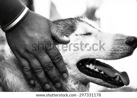 stray dog in lovely emotions with a man