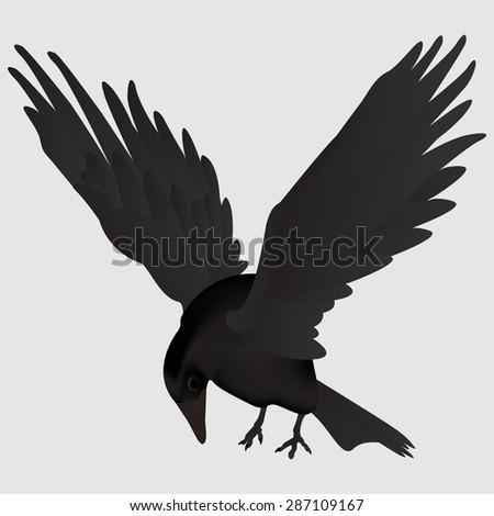 Raven/crow
