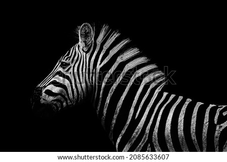Close up in black and white from a zebra at Kruger``'s Nationalpark, South Africa Stock foto © 