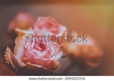 Pink roses in soft color, Made with blur style for background Foto stock © 
