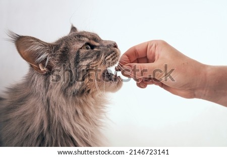 Foto Bild Maine Coon Katze wird nass und schüttelt ihren Kopf